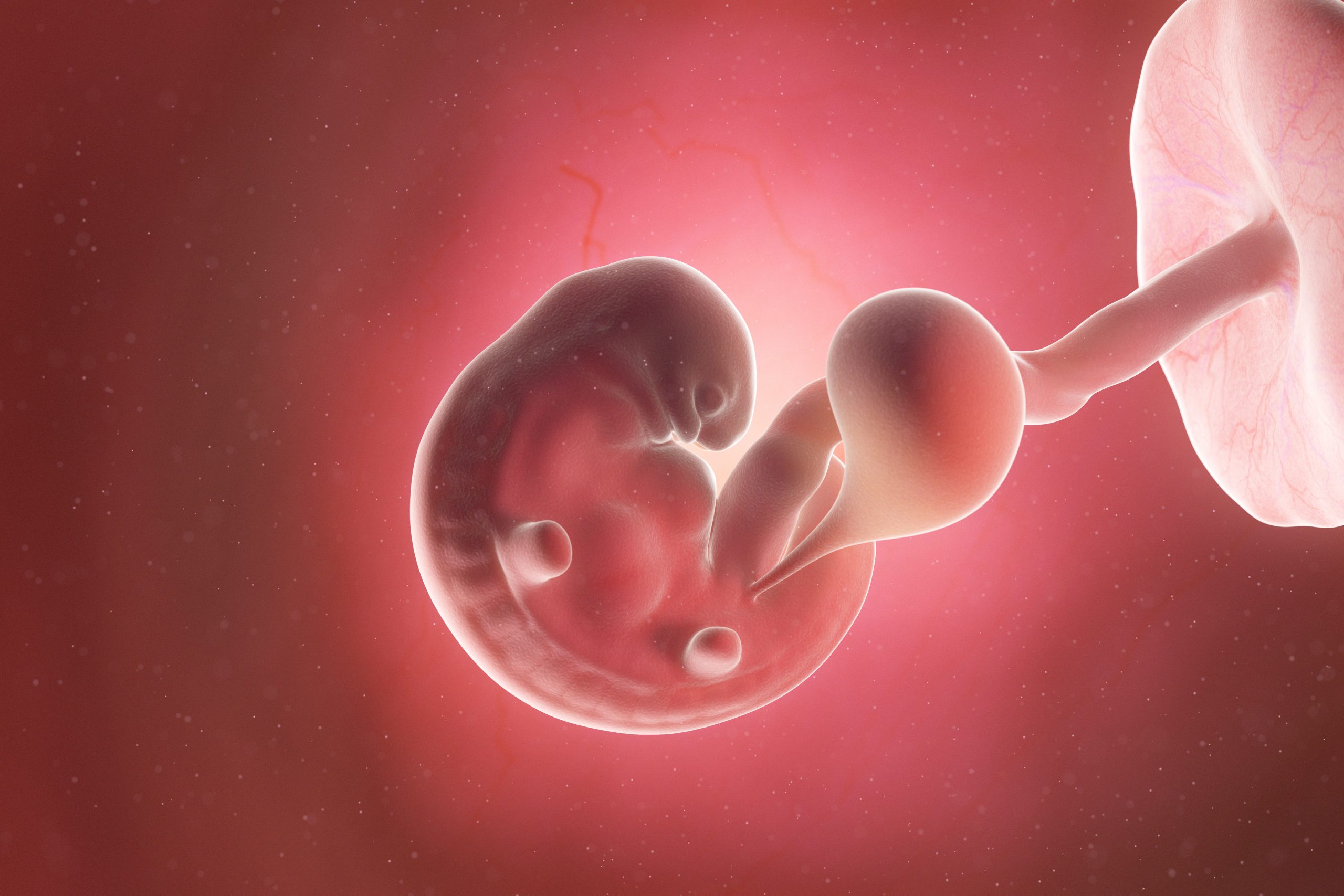 6 эмбриональная неделя. Эмбрион человека 6 недель.